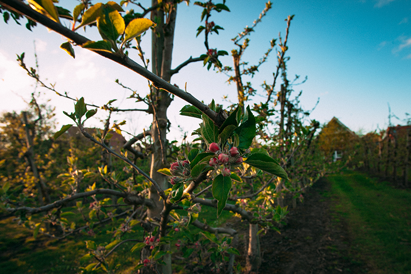 Ferienwohnung deluxe Altes Land